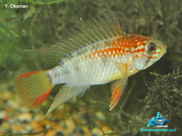 www.israquarium.co.il